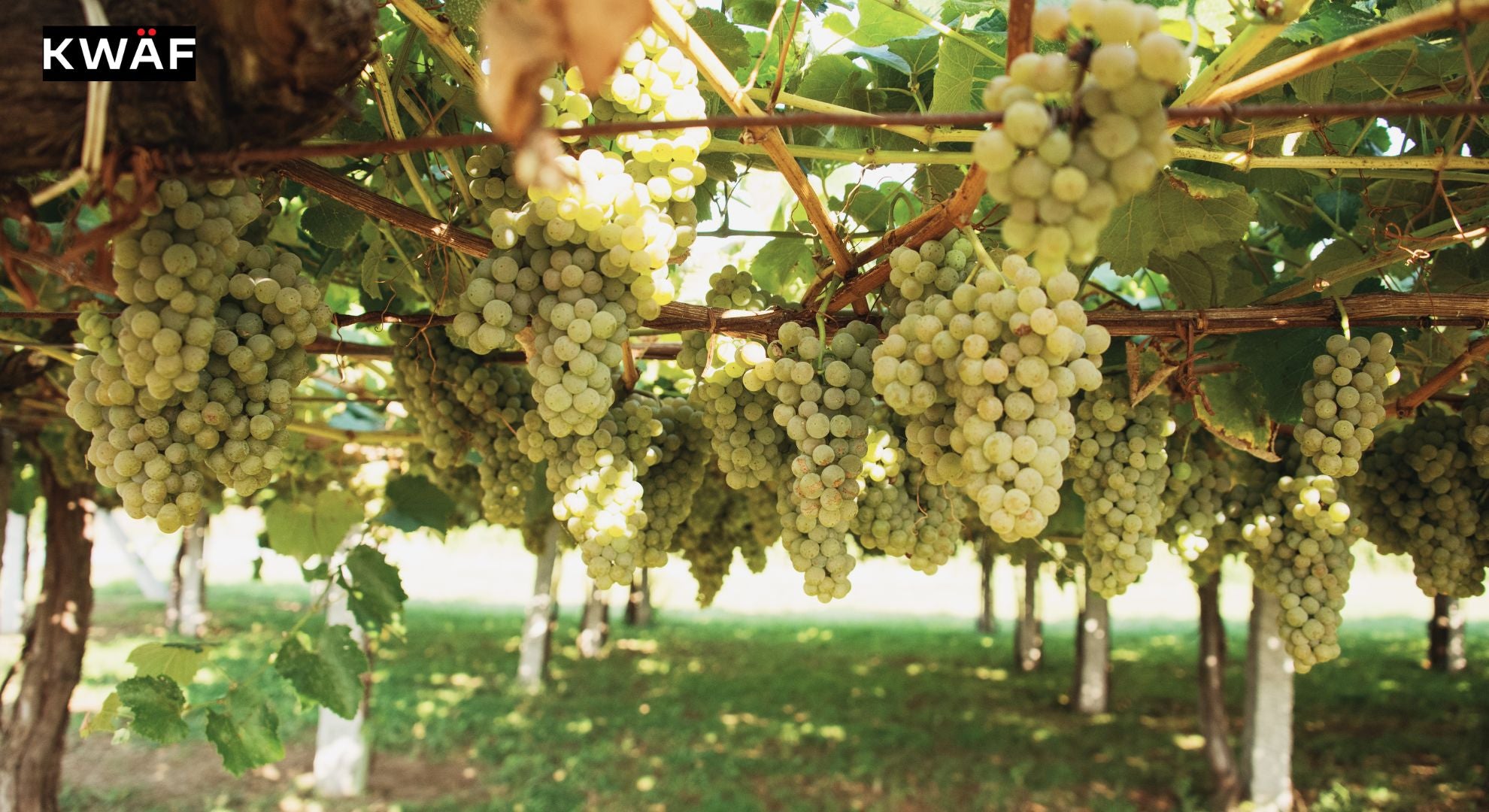All About the Albarino Grape_ A Refreshing Sip of Spain and Portugal