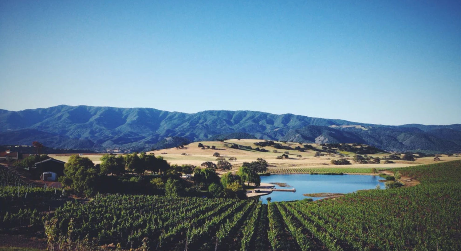 Experience the Perfect Blend Two Wolves Wine