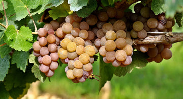 Exploring the Differences: Pinot Gris vs Pinot Grigio