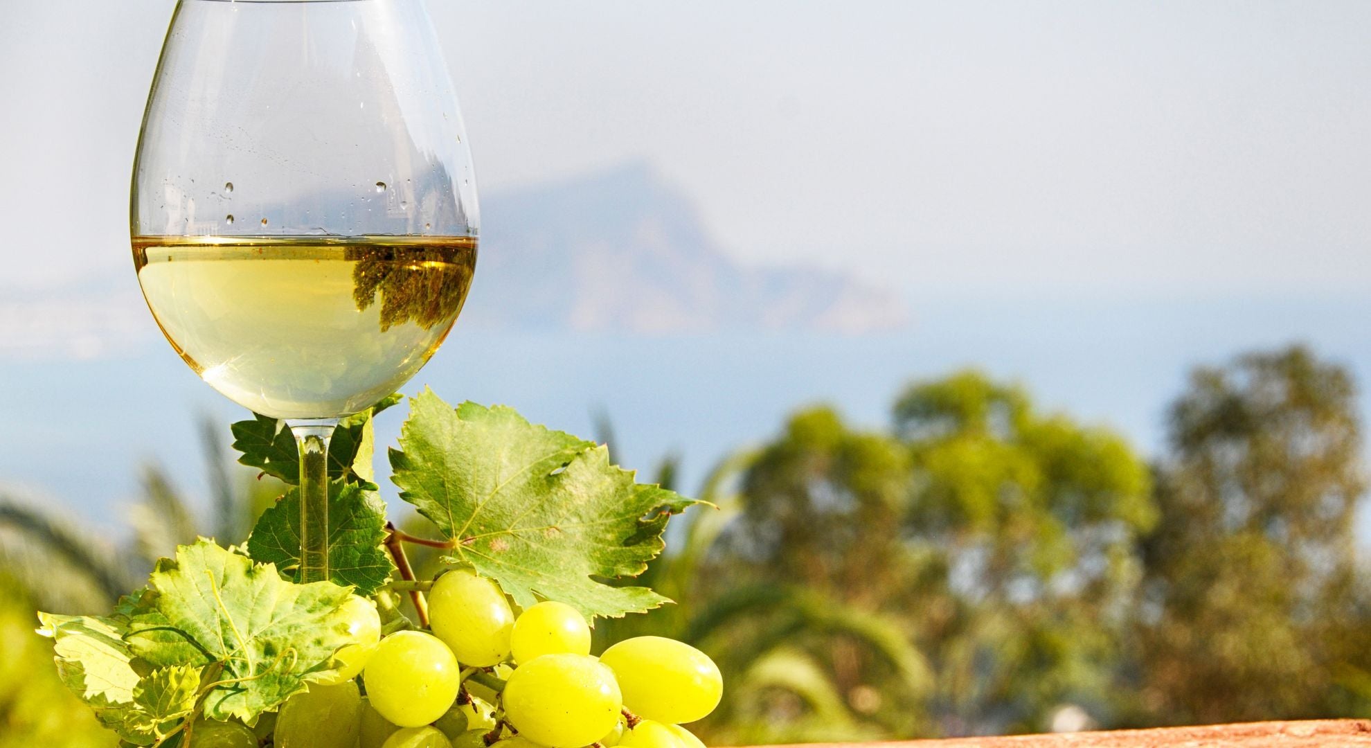 Your Guide to White Wine Calories and Health