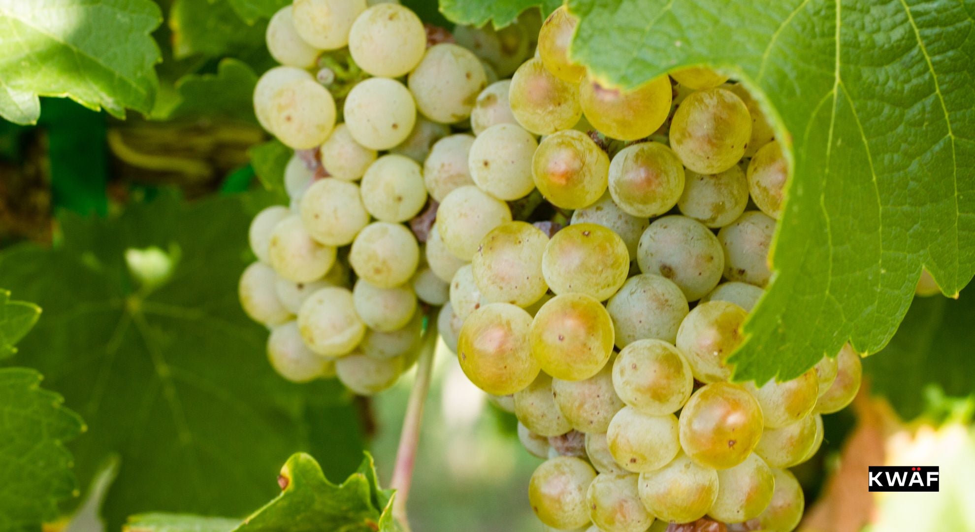 The Allure of Verdicchio: Italy's White Wine Renaissance