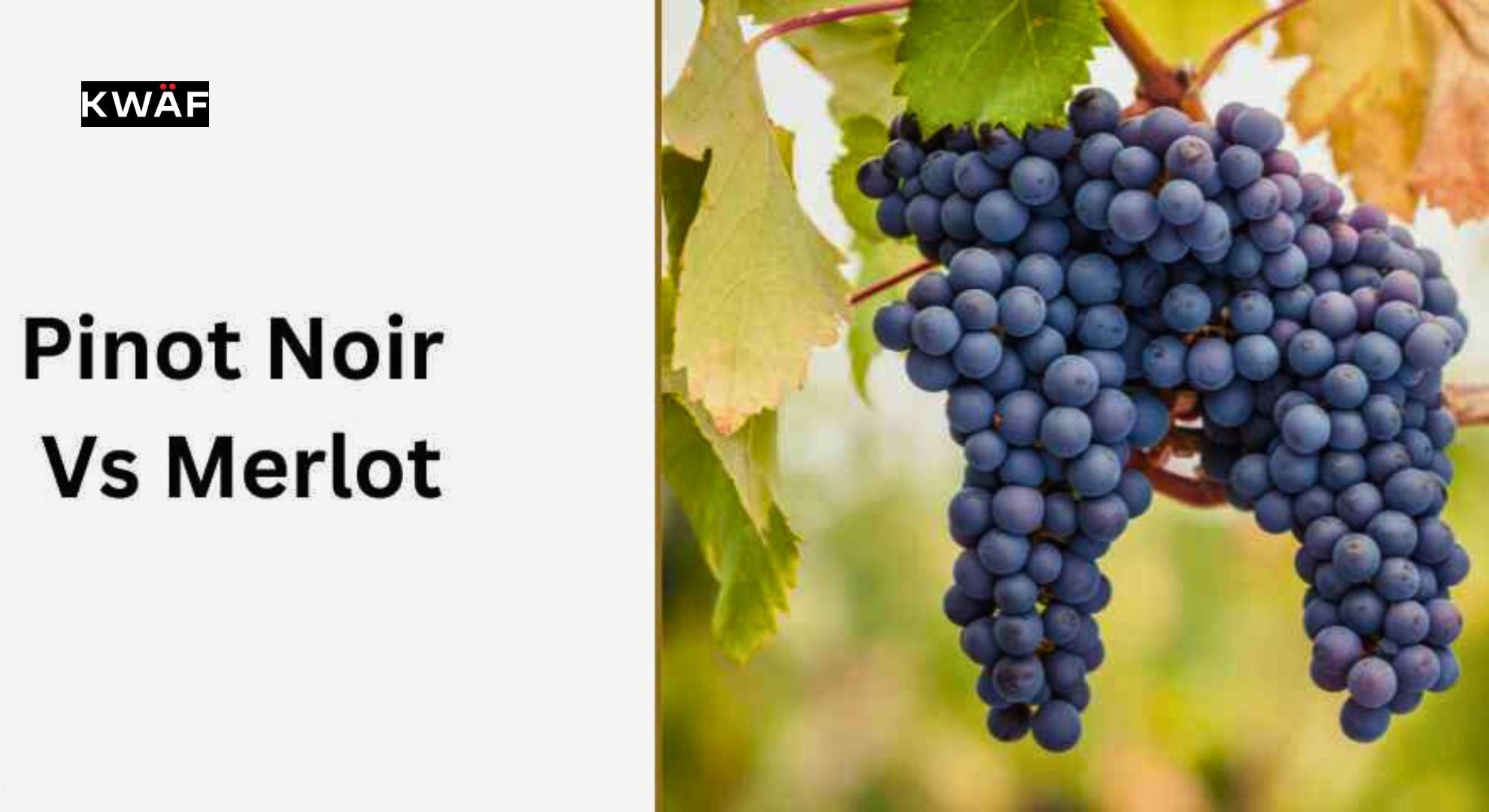 Ruby Vs Merlot The Ultimate Guide to Pinot Noir vs Merlot: What's the Difference ...