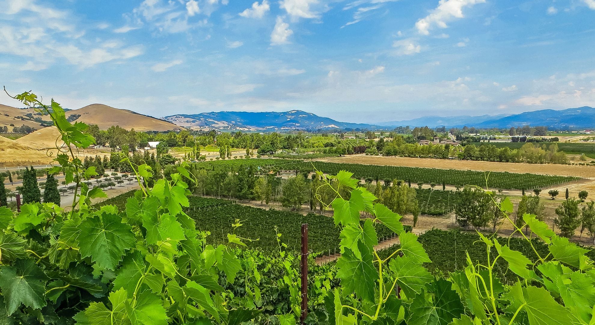 Uncovering the Beauty of California's Wine Valleys_ A Wine Lover's Paradise
