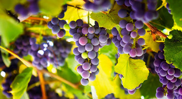 The Journey of Brachetto Wine Grape Variety